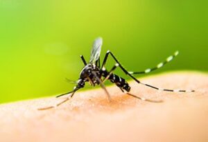 imagem sobre notícias de dengue